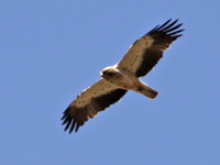 Aigle botté