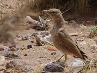 Ammomane isabelline