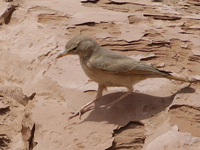 Ammomane isabelline