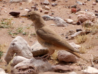 Ammomane isabelline
