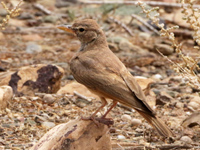 Ammomane isabelline