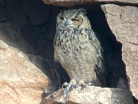 Grand-duc ascalaphe