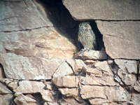 Grand-duc ascalaphe