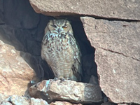Grand-duc ascalaphe