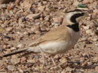 Alouette bilophe