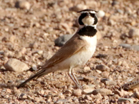 Alouette bilophe