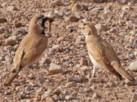 Alouette bilophe