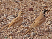 Alouette bilophe