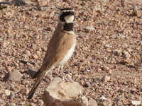 Alouette bilophe