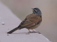Bruant du Sahara