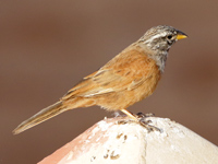 Bruant du Sahara