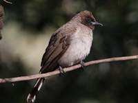 Bulbul des jardins