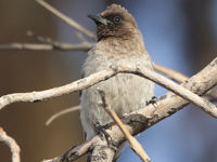 Bulbul des jardins