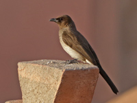 Bulbul des jardins