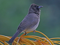 Bulbul des jardins