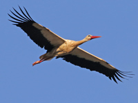 Cigogne blanche