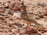 Cochevis huppé