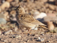 Cochevis huppé