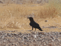 Corbeau brun