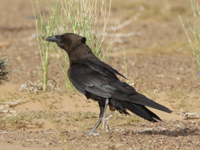 Corbeau brun