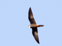 Faucon d'Eléonore
