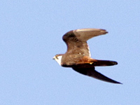 Faucon d'Eléonore