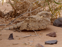 Engoulevent du désert