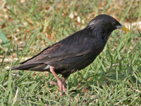 Etourneau unicolore