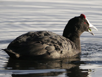 Foulque à crête