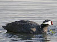 Foulque à crête