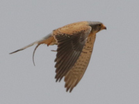 Faucon crécerelle