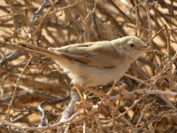 Fauvette du désert