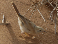 Fauvette du désert