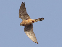 Faucon crécerelle