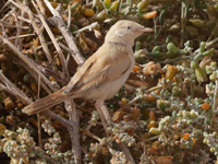 Fauvette du désert