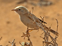 Fauvette du désert