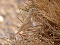 Fauvette du désert