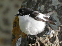 Gobemouche de l'Atlas