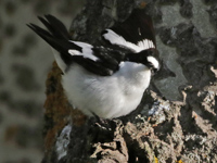 Gobemouche de l'Atlas