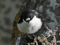 Gobemouche de l'Atlas