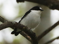 Gobemouche de l'Atlas
