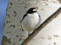 Gobemouche de l'Atlas