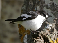 Gobemouche de l'Atlas