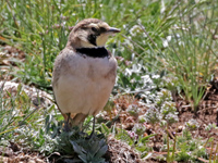 Alouette haussecol