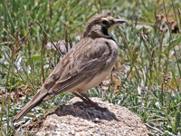 Alouette haussecol