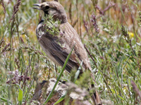 Alouette haussecol