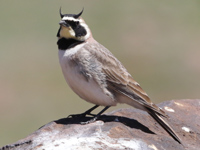 Alouette haussecol