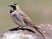 Alouette haussecol
