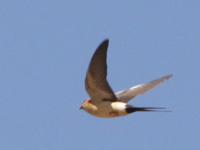 Hirondelle rousseline