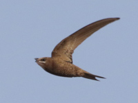 Martinet pâle